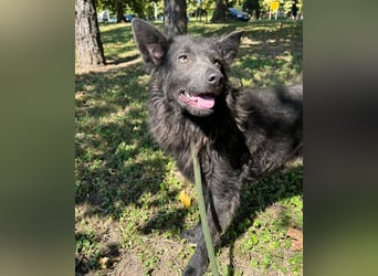Priska: Für Menschen mit Herz und Hundeverstand