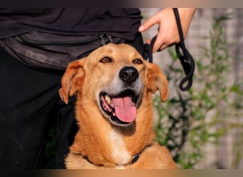 Mr John, Mix Labrador / Rafeiro Alentejano, lieb und verträglich