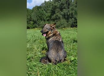 Liebevolle Hündin Taya❤️sucht Pflege- oder Endstelle