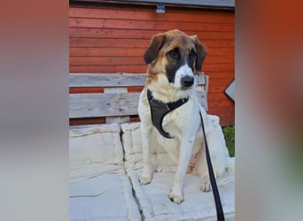 Anka - wo darf ich Zuhause sein?