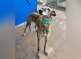 Wally, einfühlsamer verschmuster zugänglicher Galgo Mann