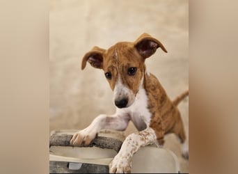 Lucky - ein Welpe sucht sein Körbchen
