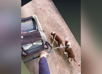 1 kleine Australian Shepherd Hündin( Welpe) braun/redtri (Minimix/Reinrassig)+ Gesundheitszeugnis