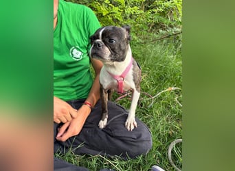 Venus - Klein, klug, kuschelig: Boston Terrier Lady auf der Suche nach Liebe ❤️