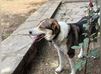 Verspielter Schäferhund-Mix sucht sein Glück!