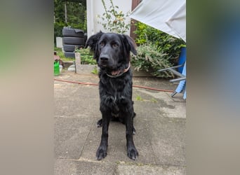 Hofhund Herdenschutzhund