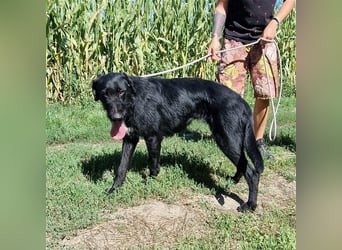 Betty wartet in 59510 Lippetal-Herzfeld
