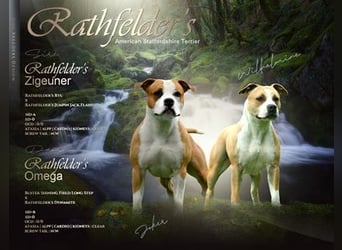 American Staffordshire Terrier Welpen (VDH/FCI)