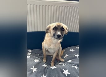 Celina - liebe, menschenbezogene und katzenverträgliche Hündin / z.Zt. noch in Rumänien
