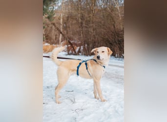 Labrador-Mix Mozart sucht Familie
