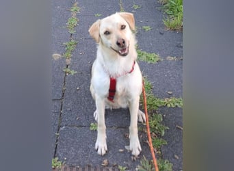 ⭐️MELLI⭐️, Hündin, 2 Jahre, 40 cm, Mischling, Tierschutz