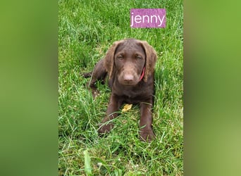 Welpen Labradoodle F1 Braun Könispudel x Labrador