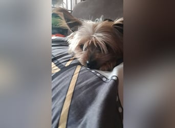 LITTY - die kleine Maus sucht ein behütetes Für-Immer Zuhause.