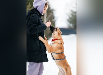 Freundlicher Waldaj sucht liebevolles Zuhause
