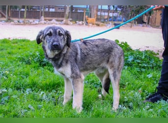 Rico  - Mix Schnauzer / Schäferhund, lieb und verträglich