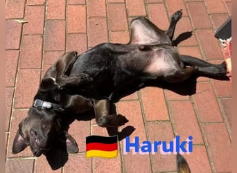 Haruki, 11/18 - VERMITTLUNGSHILFE, sucht DRINGEND