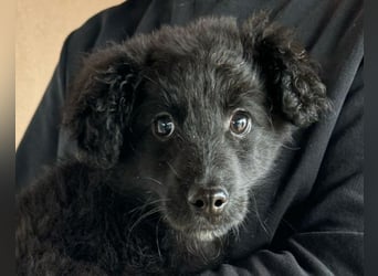 AMICO❤️ bezaubernder kroat. Schäferhund-Mix-Junge und eine pure 4-Pfoten-Amore