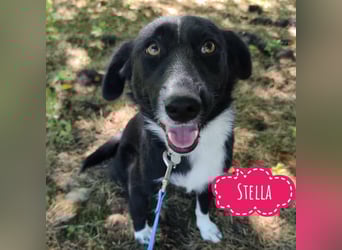Stella eine Familienhündin wartet hinter Gittern