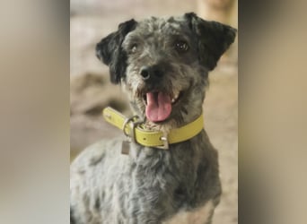 Bubbles, schüchterner Puli/Schnauzer MIx geb. 2022