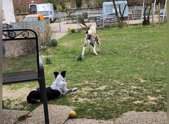 Transmontano  Herdenschutzhund / Wachhund