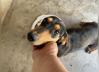 Biscuit