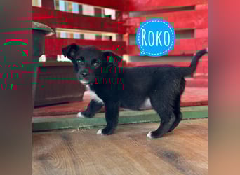 Roko ein kleiner Schatz