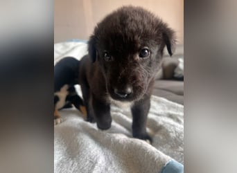 Süße Border Collie -Mudi mix Welpen