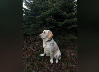 Goldendoodle Welpen