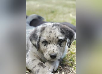Aussiedor ( Australian Shepherd x Labrador) Welpen suchen neues Zuhause