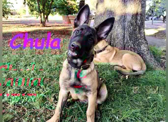 Chula geb. 04/2025 (ESP) - sportliche und aktive Malinois Welpin!