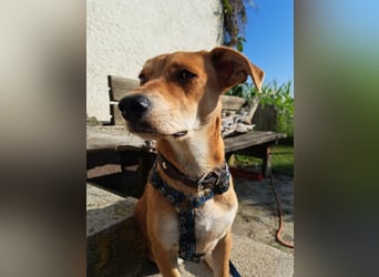 Walburga, !!! SOS !!!!  PS Oberkochen liebevolle, kleine Hündin sucht Ihr Körbchen