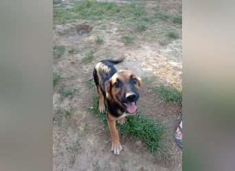 Junghündin ABBY sucht ihr Für-immer-Zuhause