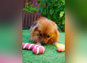 Nico SR - Kleiner Schatz sucht Liebe!
