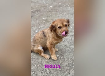 Helga - kleine Maus