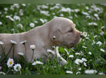 süße reinrassige Goldenretriever Welpen geboren