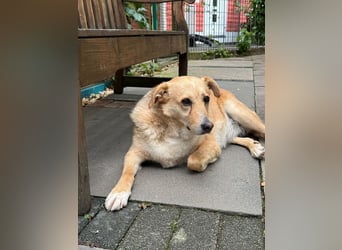 ♥LINETT♥ neu auf Pflegestelle bei Köln - süße, ruhige, unkomplizierte Hündin 52 cm