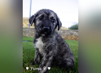 Fiona sucht ab Anfang August ein Zuhause