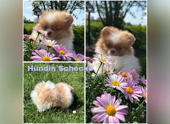 Pomeranian Zwergspitz Welpen
