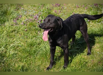 IVAR - Warum nicht einfach mal eine schwarze Fellnase adoptieren? Lieber Rüde sucht aktive Familie!