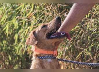 Badou, Mix Labrador / Schäferhund, lieb und sozial