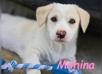 Mahina 01/2025 (ESP) - anhängliches und freundliches, süßes kleines Mädchen!