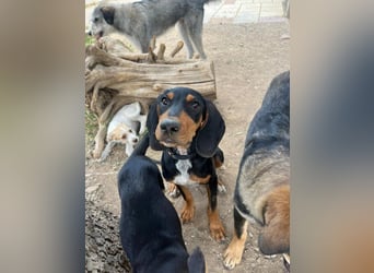 Frohnatur Marley