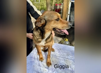 Giggia - einfach tanzen