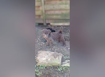 11 putzmuntere Aussiedoodles