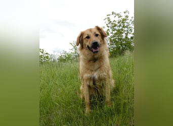 Sally sucht ein liebevolles Zuhause