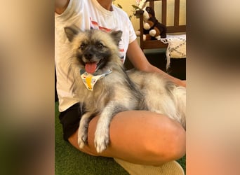 Stitch SR – kleiner Überlebenskämpfer sucht sein Happy End
