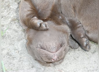 Labrador - Welpen