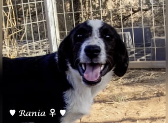 Rocky , Rania und Rina suchen  ab Anfang August ein Zuhause