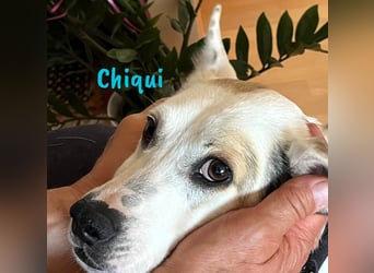 Chiqui geb. 09/2022 (in Deutschland) - sehr liebevoller, menschenbezogener und unkomplizierter Rüde!