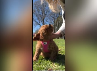 Wunderschöne Zwergpudelwelpen in Rot und Black & Tan